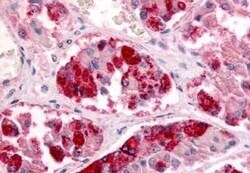 GPR151 Antibody - BSA Free, Novus Biologicals 0.05 mg; Unconjugated:Antibodies,