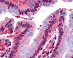 GPR160 Antibody - BSA Free, Novus Biologicals 0.05 mg | Buy Online | Novus Biologicals | Fisher Scientific