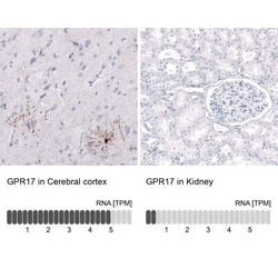 GPR17 Antibody (CL10474), Novus Biologicals:Antibodies:Primary Antibodies