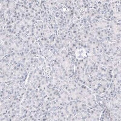GPR17 Antibody (CL10474), Novus Biologicals:Antibodies:Primary Antibodies
