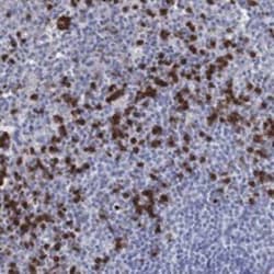 GPR171 Rabbit anti-Human, Polyclonal, Novus Biologicals 100 &mu;g; Unconjugated:Antibodies,