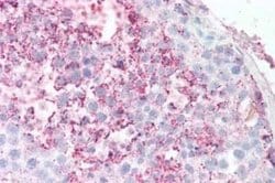 GPR18 Antibody, Novus Biologicals 50 &mu;g; Unconjugated:Antibodies, Polyclonal