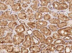 GPR19 Antibody, Novus Biologicals 100 &mu;g | Buy Online | Novus Biologicals | Fisher Scientific