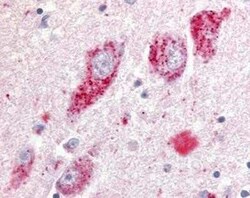 GPR20 Antibody - BSA Free, Novus Biologicals 0.05 mg | Buy Online | Novus Biologicals | Fisher Scientific