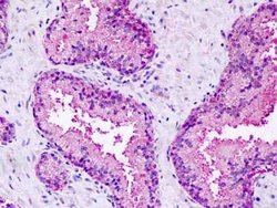 GPR27 Antibody, Novus Biologicals 50 &mu;g | Buy Online | Novus Biologicals | Fisher Scientific