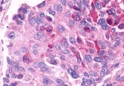 GPR27 Antibody, Novus Biologicals 50 &mu;g | Buy Online | Novus Biologicals | Fisher Scientific