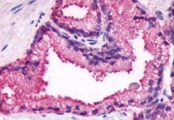 GPR27 Antibody, Novus Biologicals 50 &mu;g | Buy Online | Novus Biologicals | Fisher Scientific