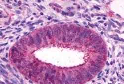 GPR27 Antibody, Novus Biologicals 50 &mu;g | Buy Online | Novus Biologicals | Fisher Scientific