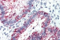 GPR27 Antibody, Novus Biologicals 50 &mu;g | Buy Online | Novus Biologicals | Fisher Scientific