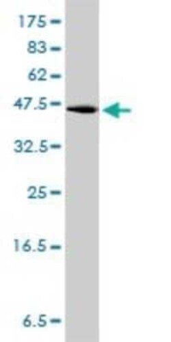 GPR3 Antibody (3B4-G3), Novus Biologicals 0.1 mg | Buy Online | Novus Biologicals | Fisher Scientific