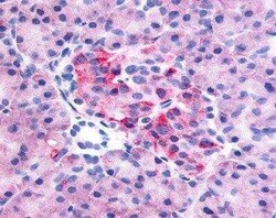 GPR35 Antibody - BSA Free, Novus Biologicals 0.05 mL, Unconjugated:Antibodies,