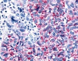 GPR35 Antibody - BSA Free, Novus Biologicals 0.05 mL, Unconjugated:Antibodies,