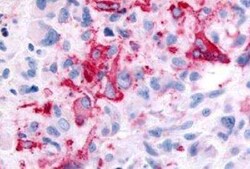 GPR35 Antibody - BSA Free, Novus Biologicals 0.05 mL, Unconjugated:Antibodies,