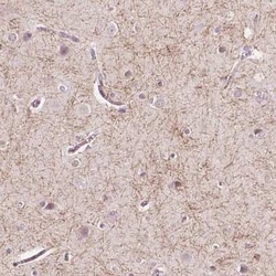 GPR37 Antibody, Novus Biologicals:Antibodies:Primary Antibodies