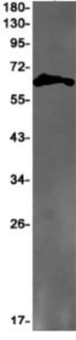 GPR37 Antibody (S02-9I6), Novus Biologicals:Antibodies:Primary Antibodies