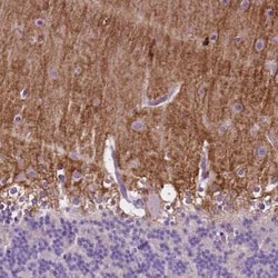 GPR37L1 Antibody, Novus Biologicals:Antibodies:Primary Antibodies