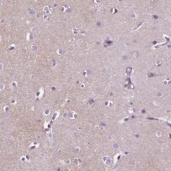GPR37L1 Antibody, Novus Biologicals:Antibodies:Primary Antibodies