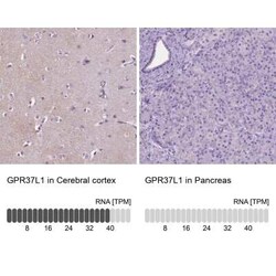 GPR37L1 Antibody, Novus Biologicals:Antibodies:Primary Antibodies