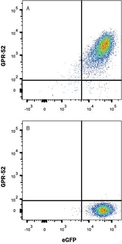 Human GPR52 Antibody, R D Systems 100 &mu;g; Unconjugated:Antibodies, Monoclonal