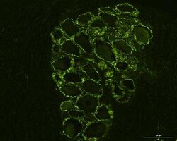 GPR55 Antibody - BSA Free, Novus Biologicals 0.05 mg; Unconjugated:Antibodies,