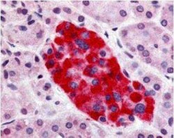 GPR55 Antibody - BSA Free, Novus Biologicals 0.05 mg; Unconjugated:Antibodies,