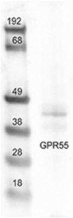 GPR55 Antibody - BSA Free, Novus Biologicals 0.05 mg; Unconjugated:Antibodies,