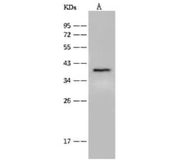 GPR55 Antibody, Novus Biologicals 100 &mu;g; Unconjugated:Antibodies, Polyclonal