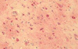 GPR56 Antibody - BSA Free, Novus Biologicals 0.05 mL, Unconjugated:Antibodies,