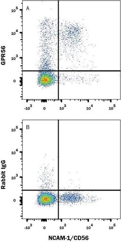 Human GPR56 Antibody, R D Systems 25 ug; Unconjugated:Antibodies, Monoclonal