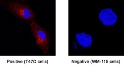 Human GPR56 Antibody, R D Systems 25 ug; Unconjugated:Antibodies, Monoclonal