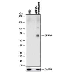 Human GPR56 Antibody, R D Systems 25 ug; Unconjugated:Antibodies, Monoclonal