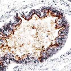 Human GPR64 Antibody, R D Systems 25 &mu;g; Unconjugated:Antibodies, Monoclonal
