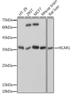 GPR81 Rabbit anti-Human, Mouse, Rat, Polyclonal, Novus Biologicals 100 &mu;g | Buy Online | Novus Biologicals | Fisher Scientific