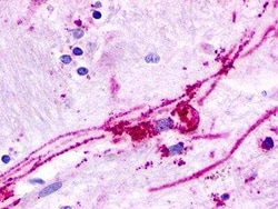 GPR84 Antibody - BSA Free, Novus Biologicals 0.05 mL | Buy Online | Novus Biologicals | Fisher Scientific