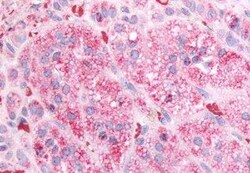 GPR84 Antibody, Novus Biologicals 50 &mu;g | Buy Online | Novus Biologicals | Fisher Scientific