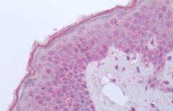 GPR84 Antibody, Novus Biologicals 50 &mu;g | Buy Online | Novus Biologicals | Fisher Scientific