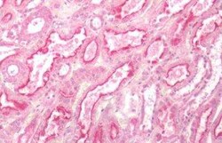 GPR84 Antibody, Novus Biologicals 50 &mu;g | Buy Online | Novus Biologicals | Fisher Scientific