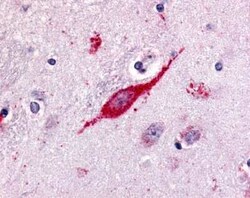 GPR85 Antibody - BSA Free, Novus Biologicals 0.05 mL | Buy Online | Novus Biologicals | Fisher Scientific