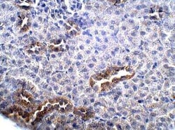 GPR87 Antibody, Novus Biologicals 100 &mu;g | Buy Online | Bio-Techne | Fisher Scientific