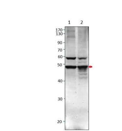 GPR87 Antibody, Novus Biologicals 100 &mu;g | Buy Online | Bio-Techne | Fisher Scientific