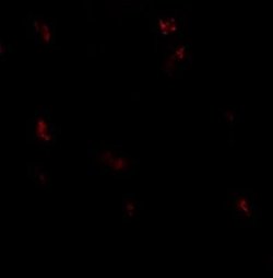 GPRASP1 Antibody - BSA Free, Novus Biologicals 0.1 mg; Unconjugated:Antibodies,
