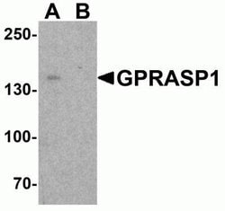 GPRASP1 Antibody - BSA Free, Novus Biologicals 0.1 mg; Unconjugated:Antibodies,