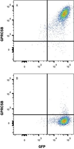 Human GPRC5B Antibody, R D Systems 100 ug; Unconjugated:Antibodies, Monoclonal