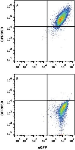 Human GPRC5D PE-conjugated Antibody, R D Systems 100 Tests; PE:Antibodies,