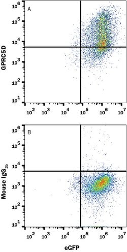 Human GPRC5D Antibody, R D Systems 100 &mu;g; Unconjugated:Antibodies,