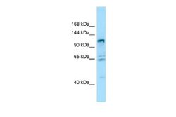 GPRC6A Rabbit anti-Human, Polyclonal, Novus Biologicals 0.1 mL | Buy Online | Novus Biologicals | Fisher Scientific
