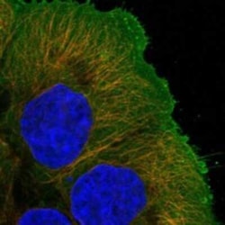 GPRIN2 Rabbit anti-Human, Polyclonal, Novus Biologicals 100 &mu;g | Buy Online | Novus Biologicals | Fisher Scientific