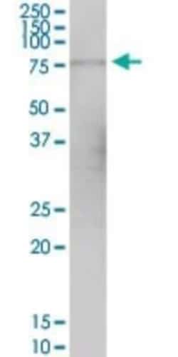 GPSM1 Antibody, Novus Biologicals 0.05 mg, Unconjugated:Antibodies, Polyclonal