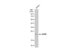 GPX8 Antibody (8-1), Novus Biologicals 100 &mu;g; Unconjugated:Antibodies,