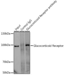 GR/NR3C1 Rabbit anti-Human, Mouse, Rat, Clone: 2K3E8, Novus Biologicals